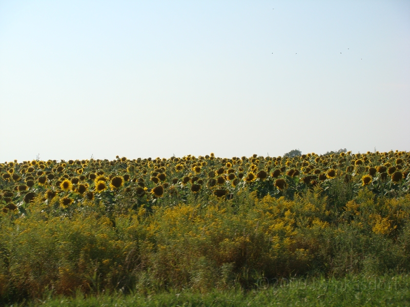 Western Michigan [2009] 047.JPG - Scenes from Silver Lake State Park, Michigan.